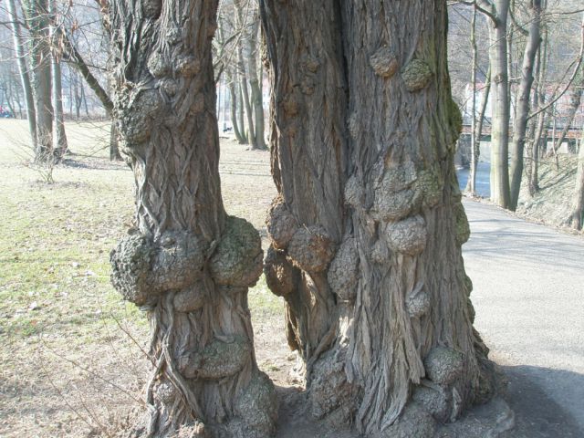 zajímavý strom