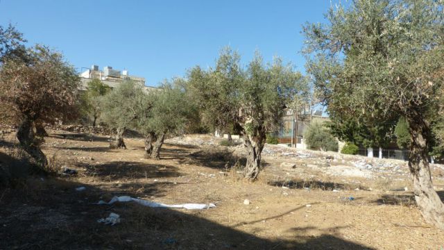 Beit Sahur - zahrada