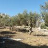 Beit Sahur - zahrada