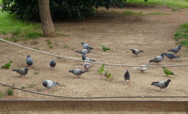 Holubi a papoušci v parku v Barceloně