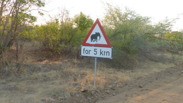 Pozor sloni