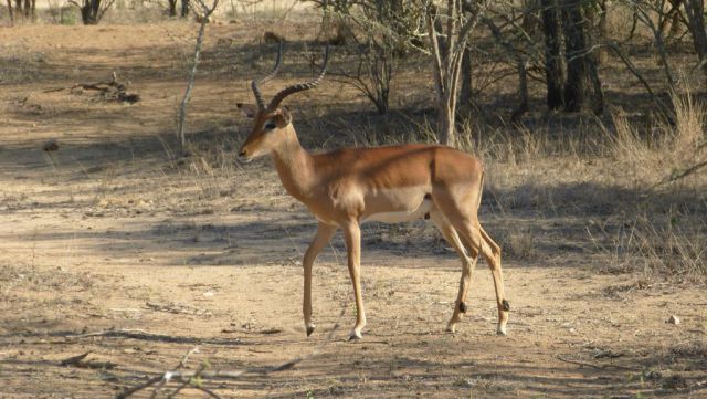 Impala jihoafrická - samec