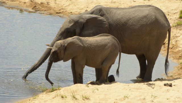 Slon africký - samice s mládětem