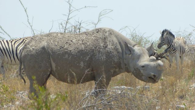 Nosorožec dvourohý jihozápadní