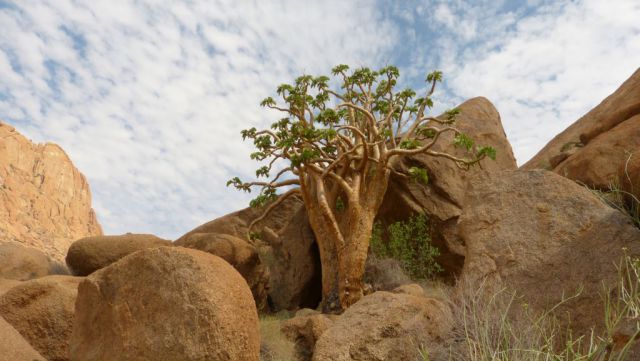 Spitzkoppe - Butter Tree