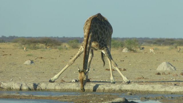 Žirafa jižní