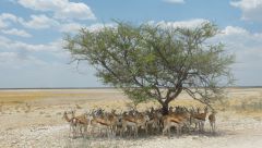 Etosha - antilopy skákavé