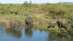 Kruger - sloni