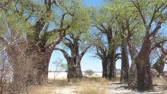 Baines baobabs