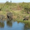 Kruger - sloni