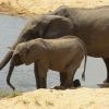Slon africký - samice s mládětem