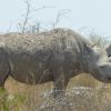 Nosorožec dvourohý jihozápadní