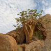 Spitzkoppe - Butter Tree
