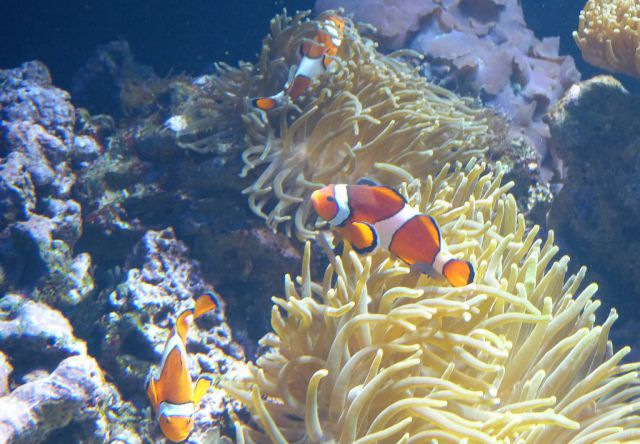 Oceanárium - Nemo s rodinou