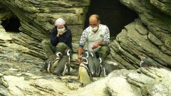 Oceanárium - krmení tučňáků