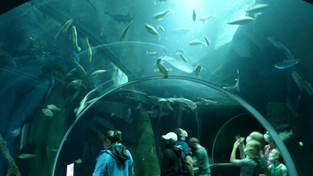 Aquatis - akvárium