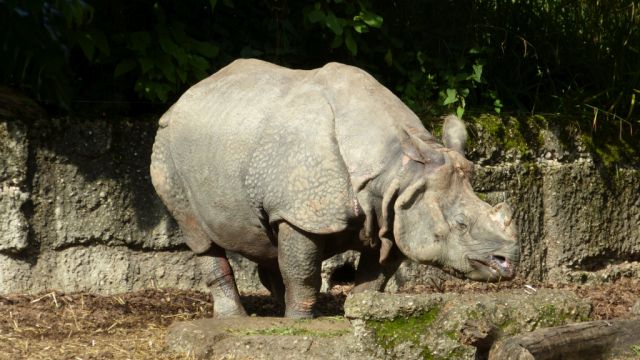 ZOO Basilej - nosorožec indický
