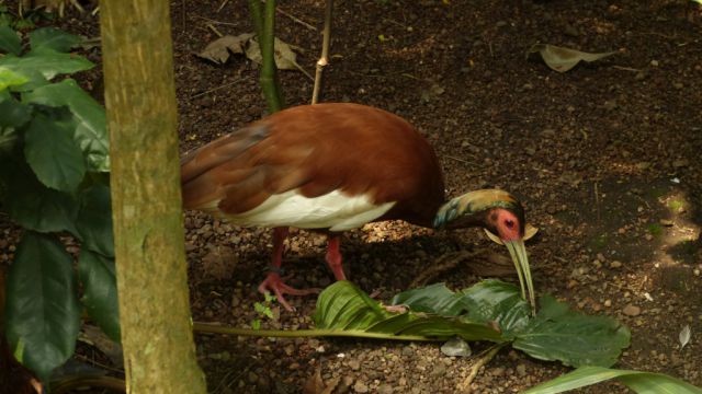 Curych - ZOO - Masoala - ibis