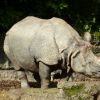 ZOO Basilej - nosorožec indický