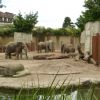 ZOO Basilej - sloni afričtí
