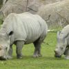 Curych - ZOO - nosorožci