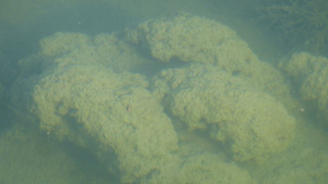 Laguna Bacalar - stromatolit