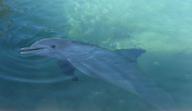 Delfín v Puerto Aventuras