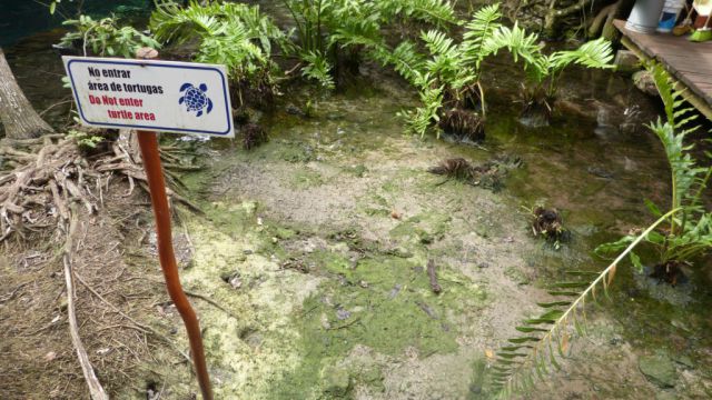 Gran Cenote - želví zóna
