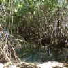Chac-hal-al - mangrove