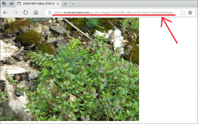 Nalezení URL adresy obrázku