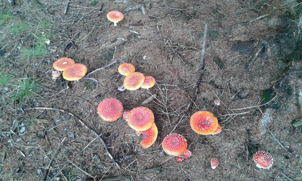 Série, které jsou (nejen) na houby III.