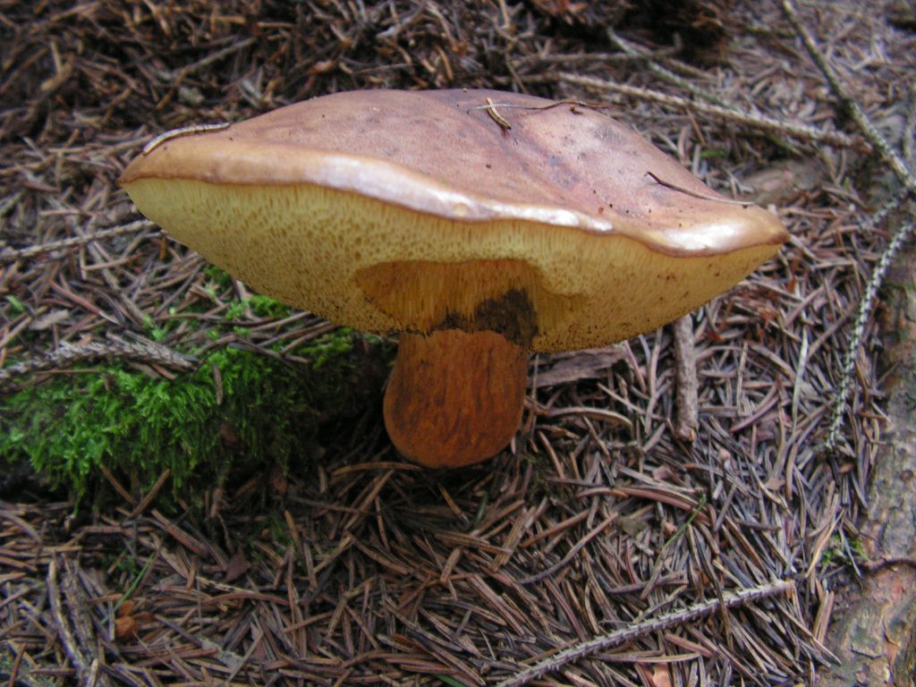 Série, které jsou (nejen) na houby – II.