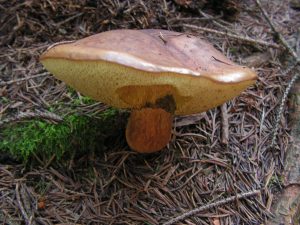 Série, které jsou (nejen) na houby – II.