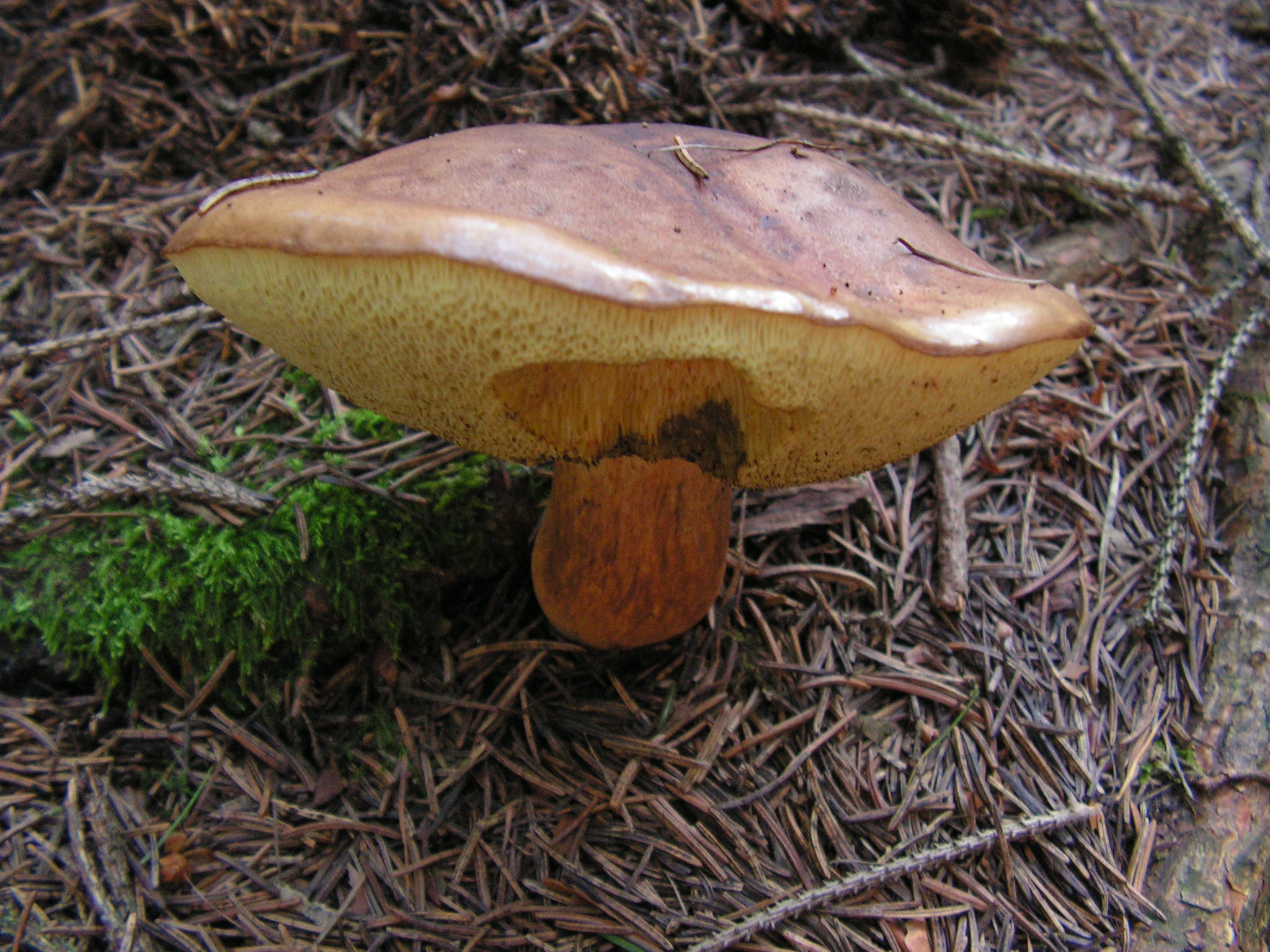 Série, které jsou (nejen) na houby – II.