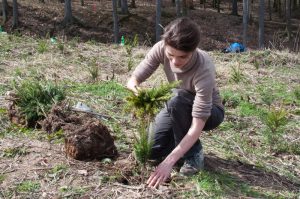 Jak jsme zasadili les
