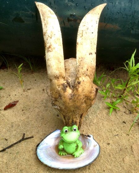 Kozí lebka nalezená na ostrově při geocachingu, před ní malá plastová žabka v mušli – kuriózní geocachingový nález.