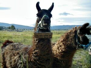 Nejpodivnější věci nalezené při geocachingu