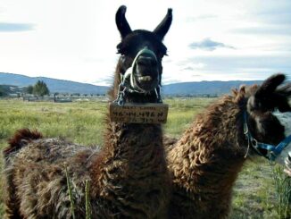 Lama s cedulkou se souřadnicemi kolem krku – jedna z nejpodivnějších věcí nalezených při geocachingu.