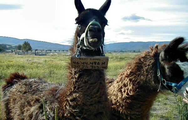 Lama s cedulkou se souřadnicemi kolem krku – jedna z nejpodivnějších věcí nalezených při geocachingu.