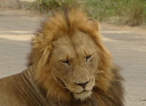 Jedem do Afriky, jedeme do … JAR a Svazijska