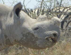 Jedem do Afriky, jedeme do … Namibie (2)