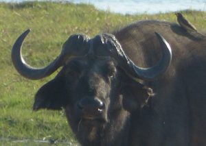 Jedem do Afriky, jedeme do … Zimbabwe (a Zambie)