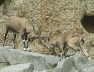 Do Švýcarska za zvířátky – geovýlet