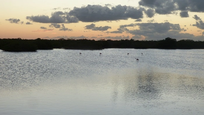 Růžoví plameňáci v laguně u města Progreso na Yucatánu při západu slunce.