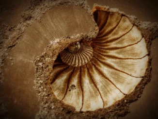 Detail fosilie amonita s viditelnými spirálovými vrstvami a pískovým povrchem, symbolizující pradávný poklad přírody.