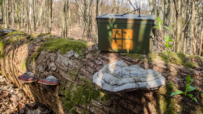 Zelená geocachingová schránka ukrytá v lese na padlém kmeni, obklopená mechem a houbami, připravená k objevení.