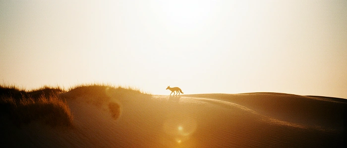 Liška kráčející po písečných dunách při západu slunce v západním Dánsku, symbol divoké přírody GeoTour i Naturens Rige.