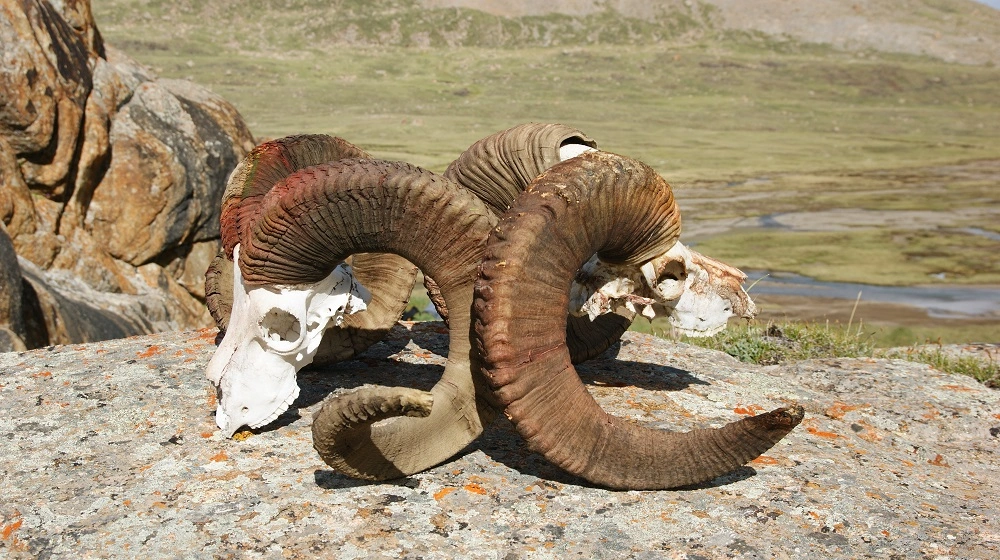 Spleť zkroucených rohů a lebek horských koz položených na kameni v kyrgyzské krajině.