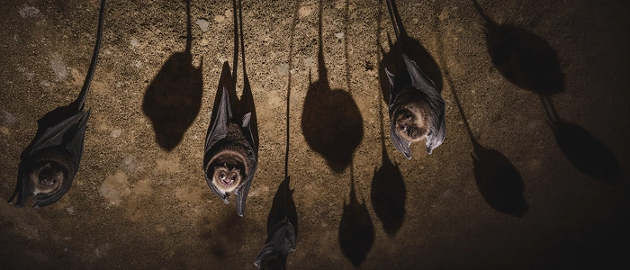 Netopýři zavěšení v jeskyni během zimního spánku, ilustrační foto k pravidlům geocachingu v jeskyních.