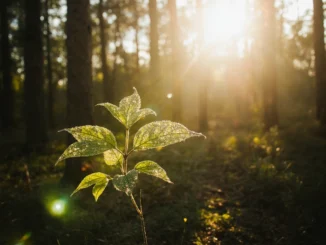 Krajina v přírodě symbolizující uklidňující účinky geocachingu na psychiku